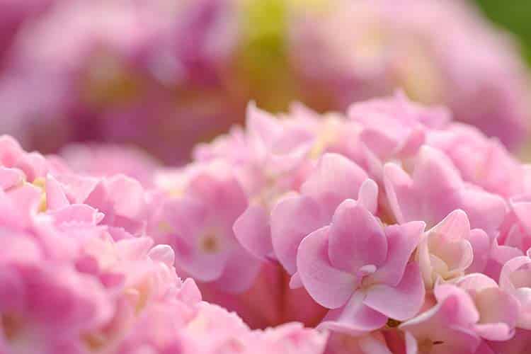 category-holiday-tubishvat